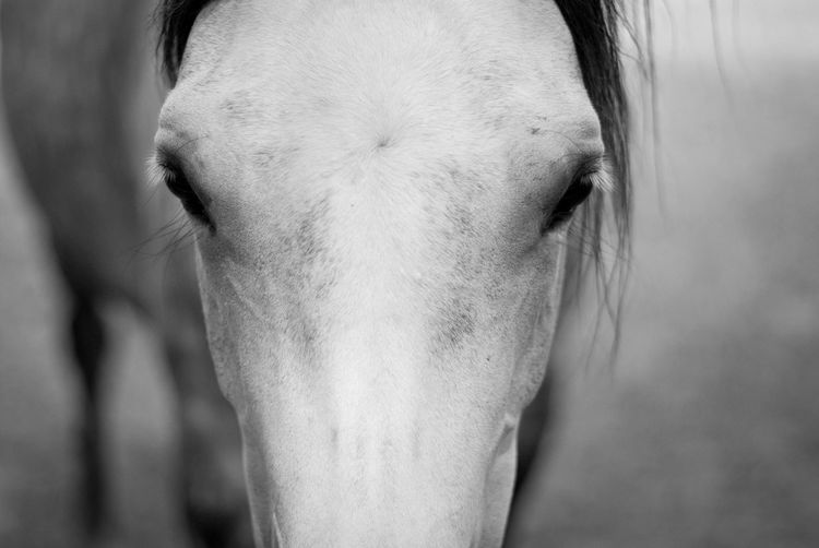 Close-up portrait of arabian horse