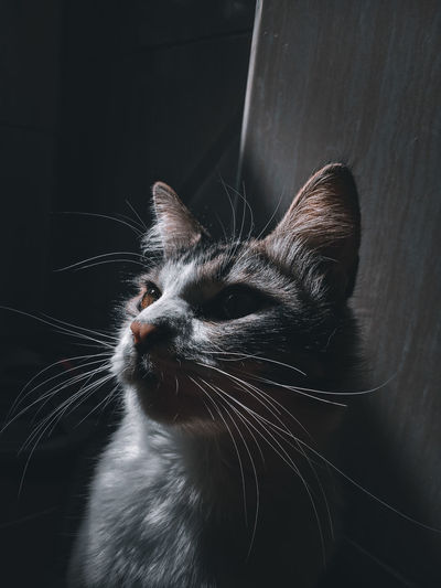 Close-up of cat looking away