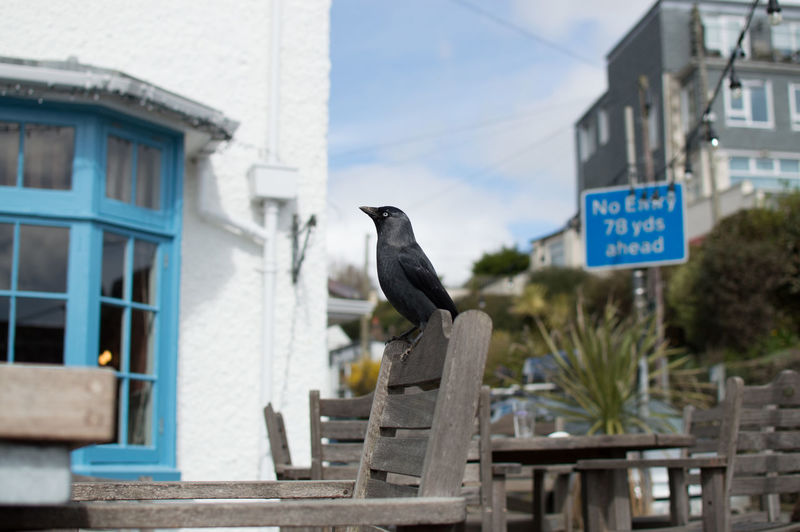 Bird perching on a chair