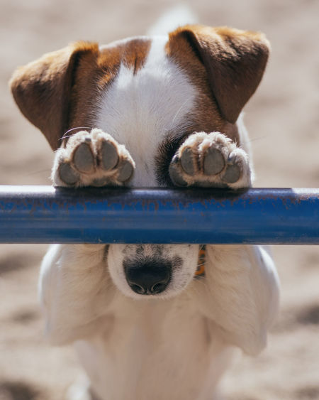 Close-up of dog with paw on railing
