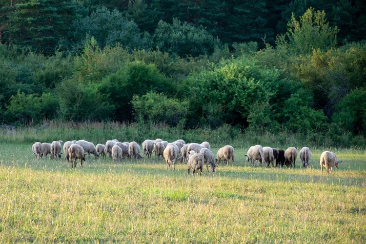 Herd of the sheep and lambs on the meadow during sunset