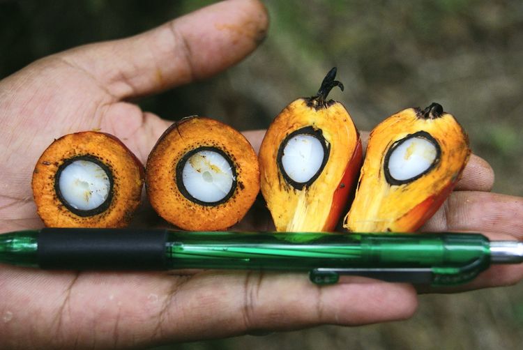 Close-up of hand holding fresh fruit bunch of palm oil