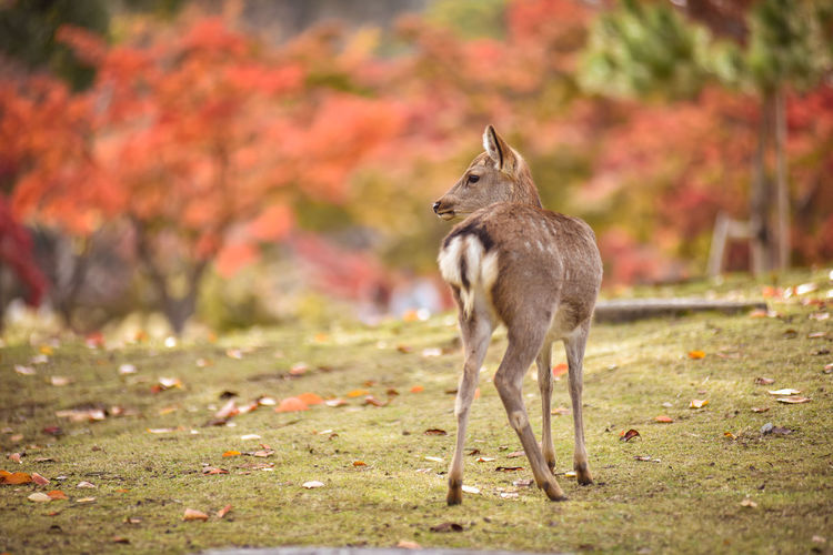 Sika deer in nara japan during autumn