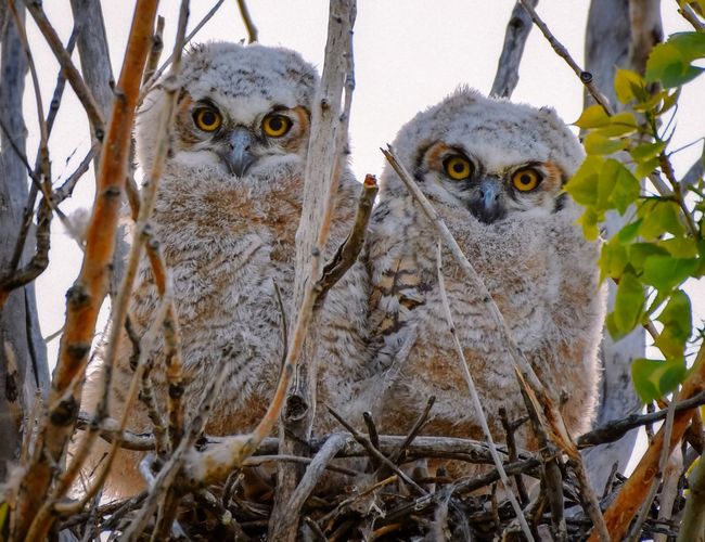 Close-up portrait of two great horned owlets 