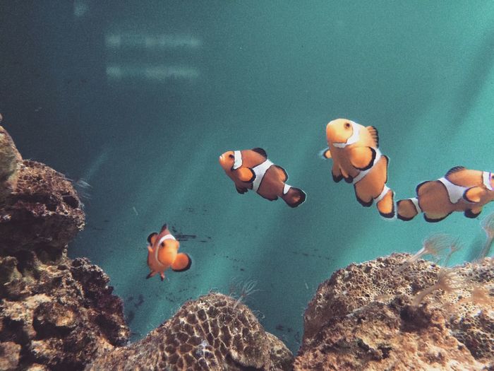 Clown fishes swimming in sea