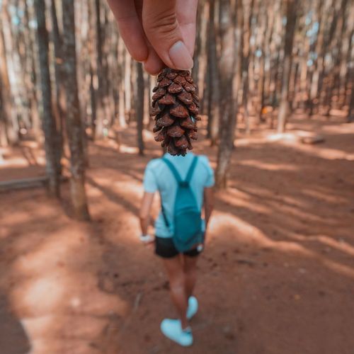 Optical illusion of cropped hand holding pine cone as woman head in forest