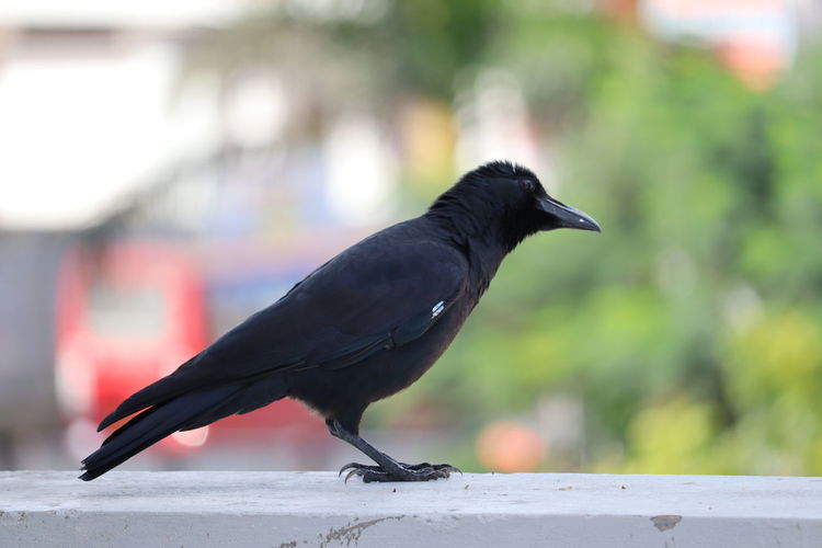 Close-up of  crow bird perching on retaining wall