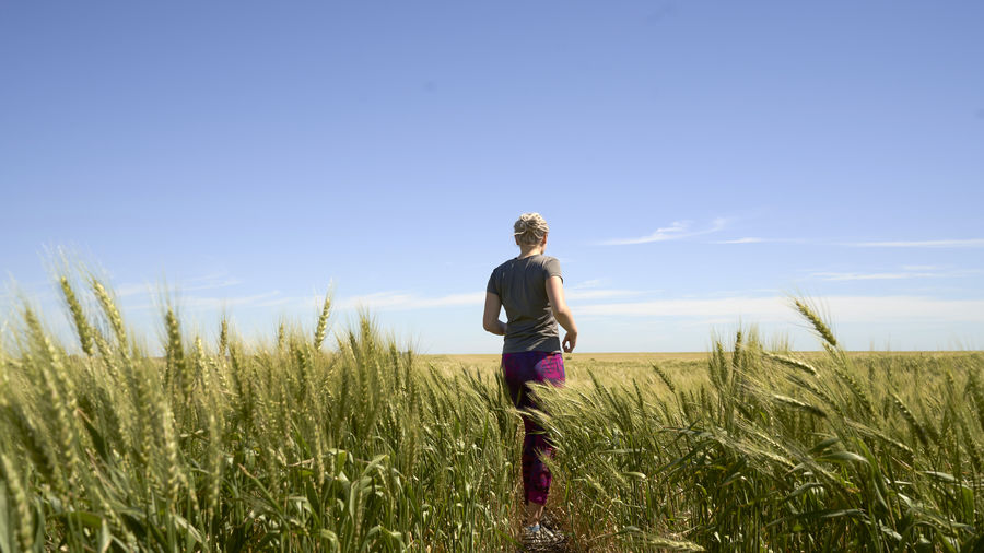 Young woman athlete runs on sunny day in field sown with wheat