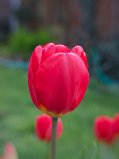 Close-up of pink tulip flower on field