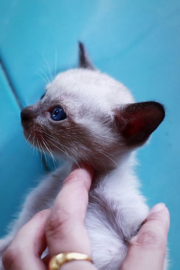 Cropped image of hand holding kitten
