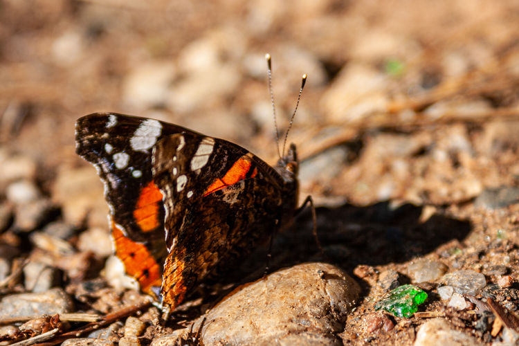 Close-up of butterfly on flower