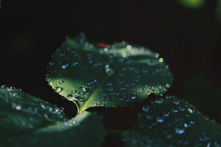 Water drops on leaves over black background