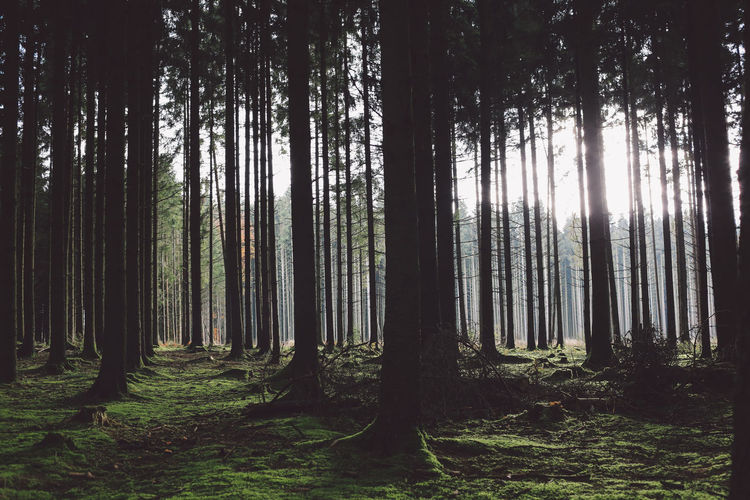 Trees in forest against sky