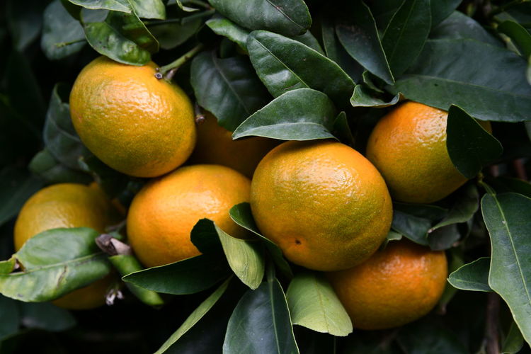 High angle view of oranges growing on plant