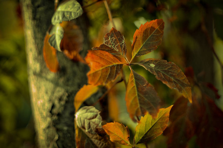 Close-up of leaves during autumn