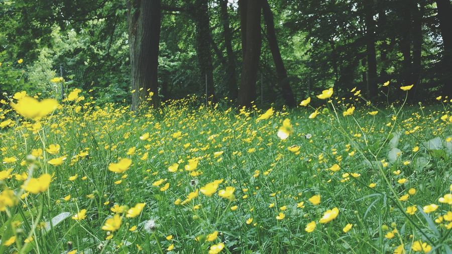 View of yellow flowering plants in forest