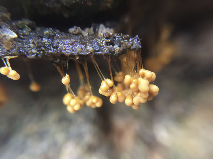 Close-up of slime molds in forest
