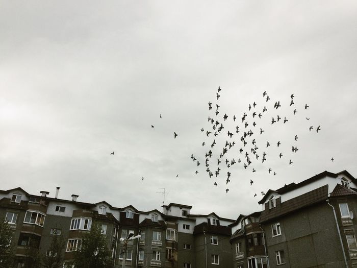 Flock of birds flying over buildings against sky