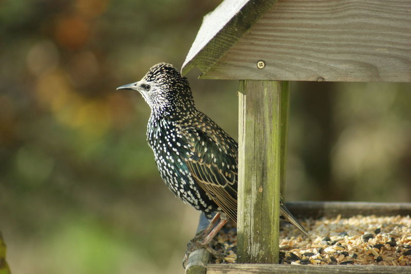 Bird perching on feeder