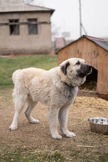 Close-up of dog