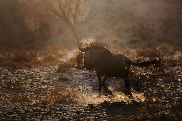 Wildebeest running in field at evening