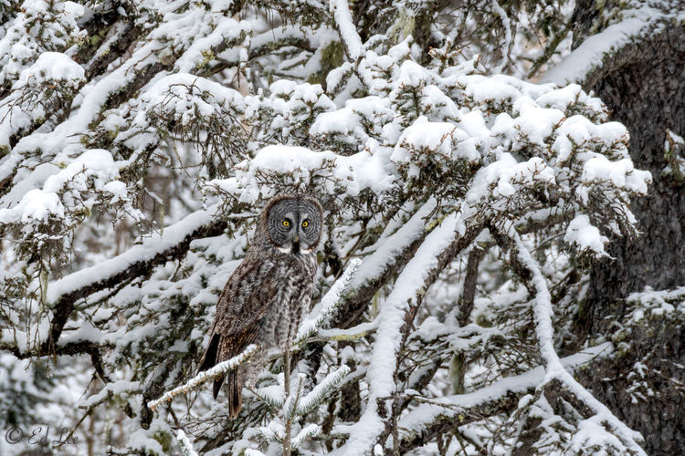 Great gray owl in fresh snow