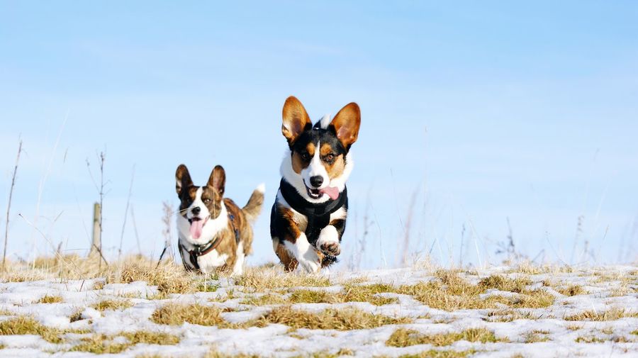 Dogs running on field