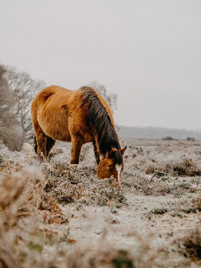 Horse grazing in frosty field in winter