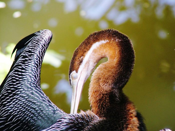 Close-up of grooming waterbird