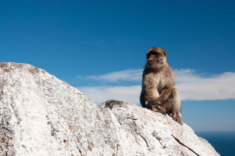Low angle view of monkey sitting on rock against blue sky