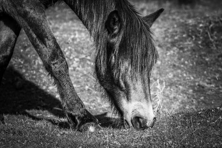 Close-up of a pony on exmoor national park 