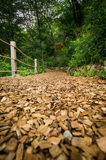 Wood chips on footpath in forest