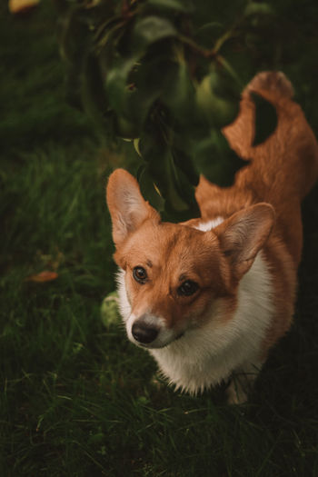 The corgi puppy