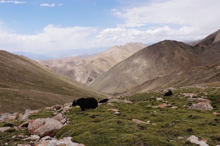 Yaks are well adapted to the harsh climate and hypoxia occurring under high altitude grazing.