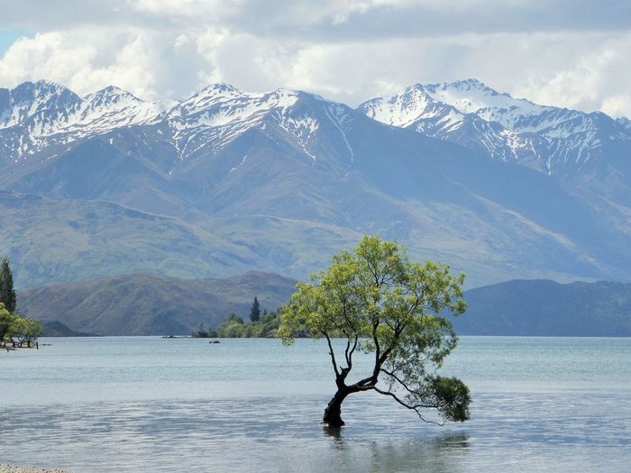 Scenic view of tree in lake with mountains in background