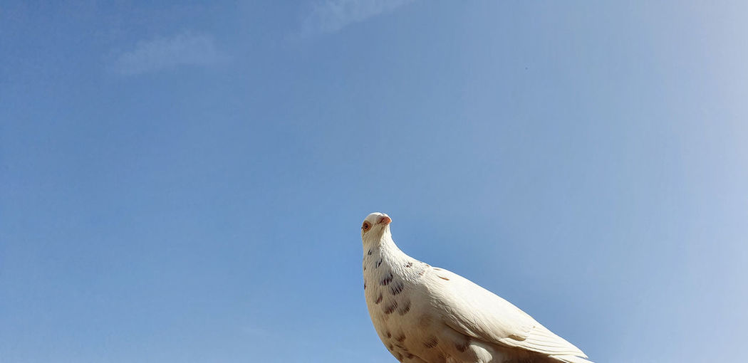 Low angle view of pigeon perching on the sky
