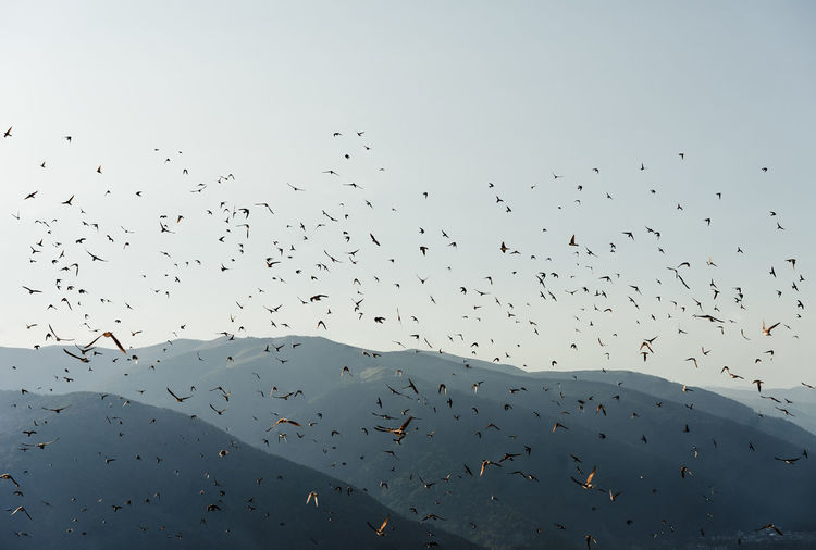 Low angle view of birds flying over mountains against clear sky