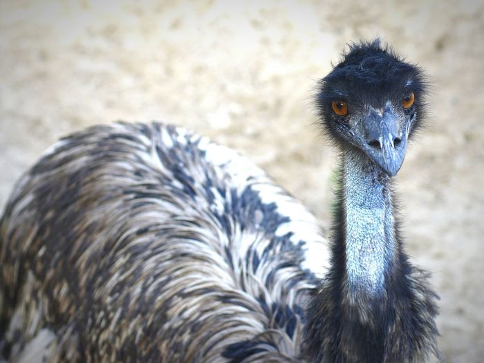 Portrait of emu on field
