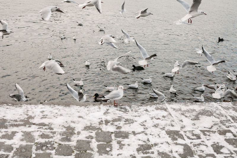 Seagulls and pigeons flies over the river in winter.