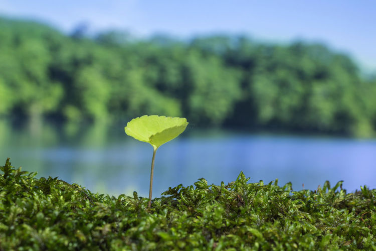 Close-up of fresh green plants against lake