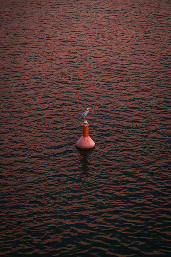 High angle view of bird floating on water