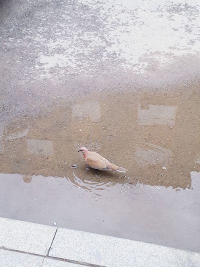 High angle view of bird perching on wet footpath