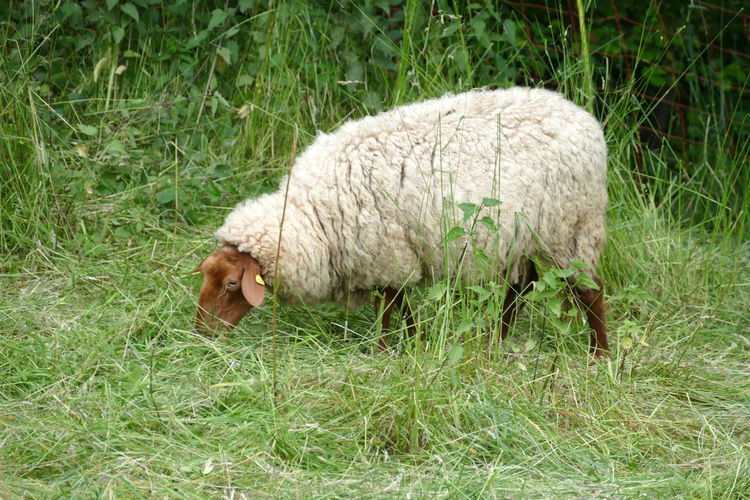 grass