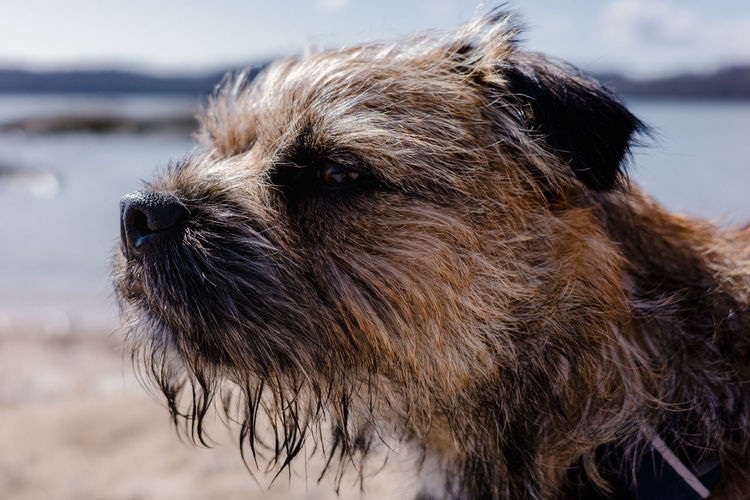 Close-up of border terrier dog