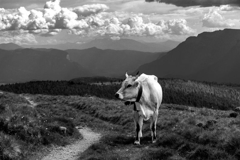 Cow grazing on grassy field