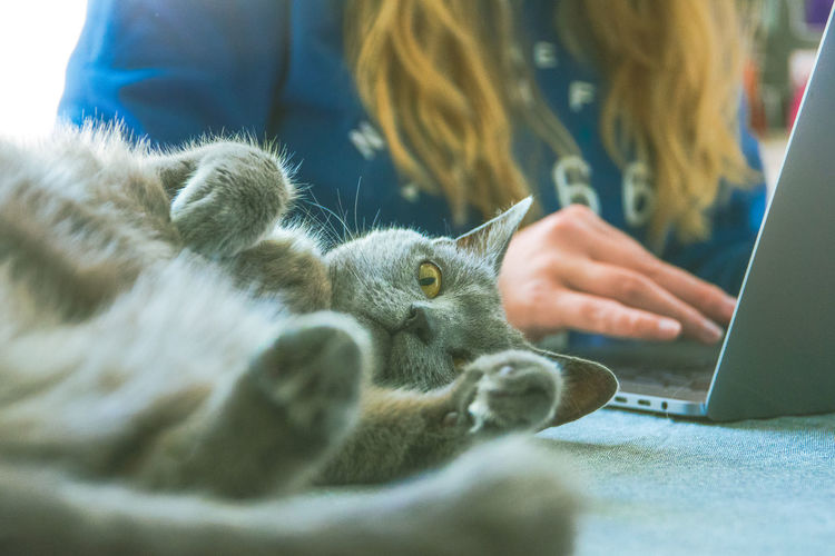 Portrait of cat lying by woman working on laptop