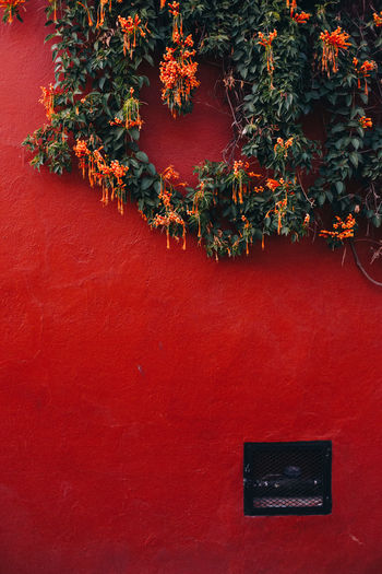 Orange trumpet creeper growing along a red wall in tequisquiapan, mexico