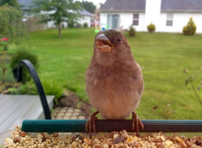 Close-up of sparrow on bird feeder