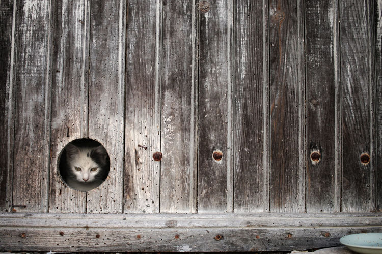 Cat looking through hole in wood