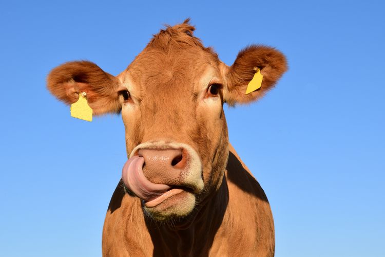 Close-up of cow against clear blue sky